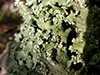 Powder-edged Speckled Greenshield