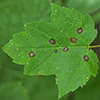 Purple Bordered Leaf Spot