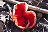 Scarlet Cup