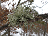 Sinewed Bushy Lichen