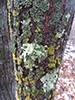 Sinewed Bushy Lichen