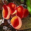 Stalked Scarlet Cup
