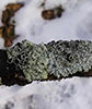 Star Rosette Lichen Star Rosette Lichen