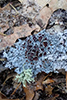Star Rosette Lichen Star Rosette Lichen