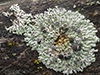 Star Rosette Lichen