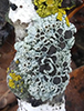Star Rosette Lichen Star Rosette Lichen