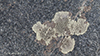 Stonewall Rim Lichen