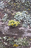 Sunburst Lichen (Xanthoria sp.)