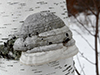 Tinder Polypore
