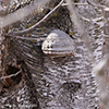 Tinder Polypore
