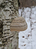 Tinder Polypore