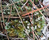 Trumpet Lichen