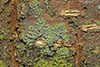 lichen