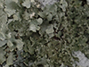 lichen