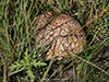 Western Giant Puffball