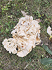 White-Pored Chicken of the Woods
