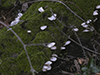 White Cheese Polypore