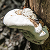 White Cheese Polypore