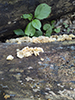 White Jelly Fungus