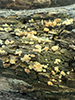 White Jelly Fungus