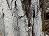 Whitewash Lichen