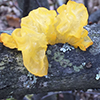 Witches’ Butter