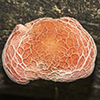 Wrinkled Peach