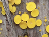 Yellow Fairy Cup Fungus