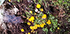 Yellow Fairy Cups