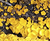 Yellow Fairy Cups