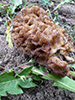 Yellow Morel