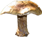 Fungi