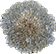 Lichens