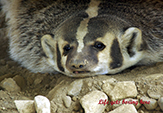 American badger