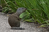 Franklin’s ground squirrel