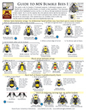 Guide to MN Bumble Bees I (Females)