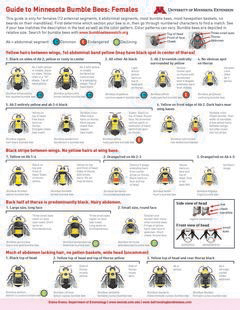 Guide to MN Bumble Bees 