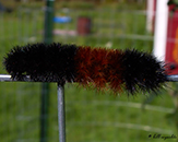 Isabella tiger moth
