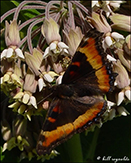 Milbert’s tortoiseshell