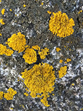 Powdery Sunburst Lichen