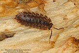 Rathke’s woodlouse