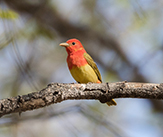 Summer Tanager