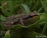 boreal chorus frog