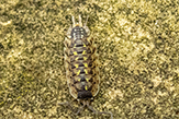 brickwork woodlouse