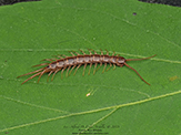 brown centipede
