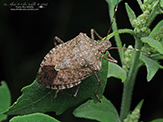 brown marmorated stink bug