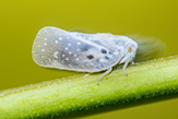 citrus flatid planthopper