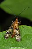 common scorpionfly (Panorpa sp.)