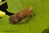 coppery leafhopper