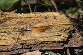 dusky slug